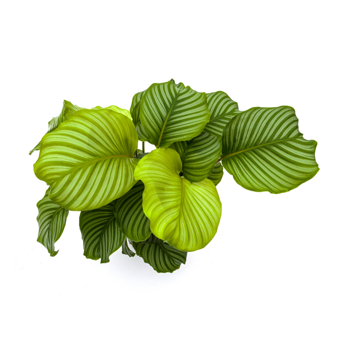 Calathea orbifolia - view 3