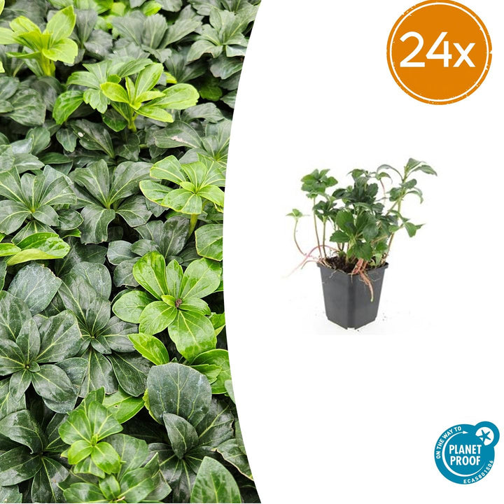 Pachysandra terminal 'Green Sheen' with glossy, deep green palmate leaves in black nursery pot, 10-25cm height, 24x pack…