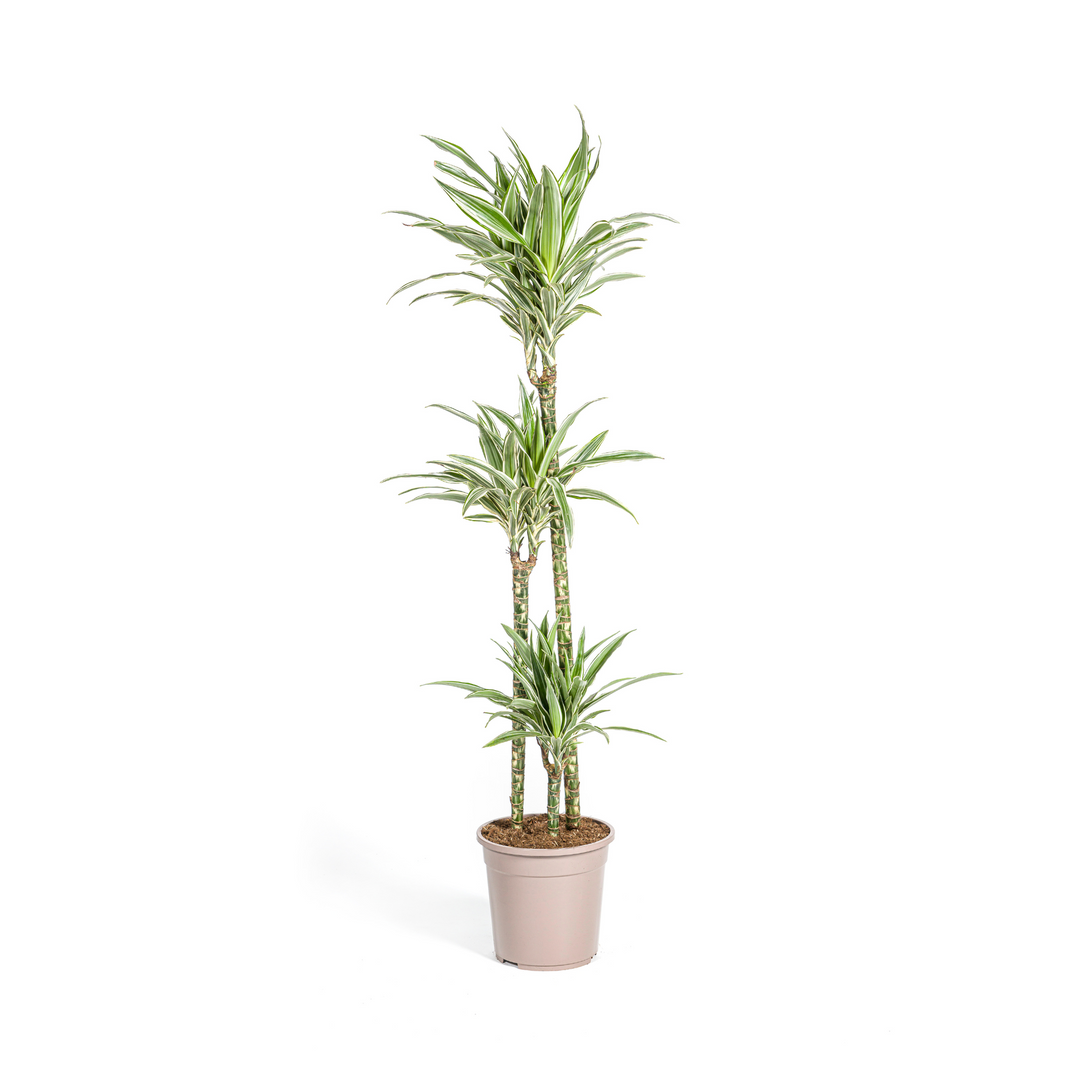 Dracaena Deremensis White Stripe 130-150cm — Dragon Tree in 24cm pot
