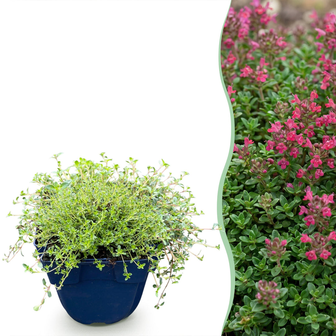 Pack of 24 Thymus praecox 'Red Carpet' creeping thyme plants in 11cm pots