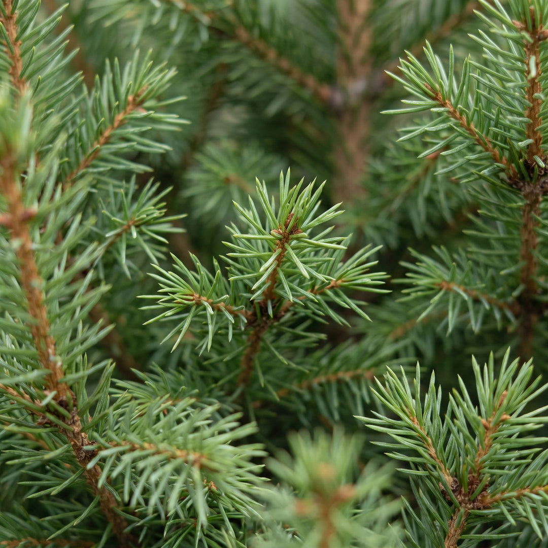 Pack of 4 potted dwarf spruce Christmas trees, 65cm in 17cm pots with a basket - view 4