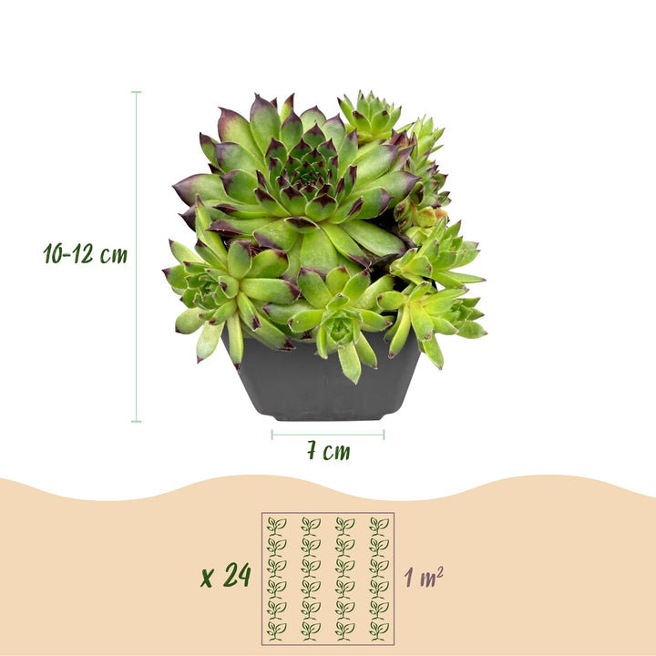 24x Sempervivum 'Big Sam' Houseleek - Hardy Alpine Perennials - 7cm Pot - 10-12cm