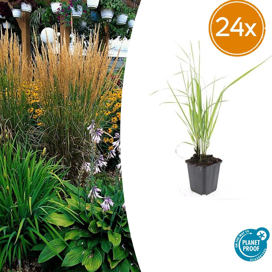 24 Karl Foerster Feather Reed Grass in 9cm pots, drought-tolerant ornamental grass by Everspring