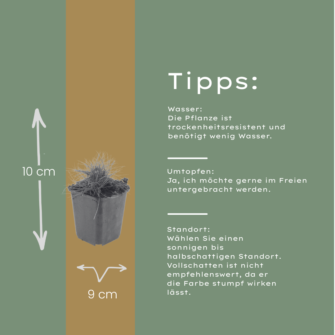 6x Festuca gautieri - ↕10-25cm - Ø9cm — healthy root ball and nursery pot ready to ship from Ireland