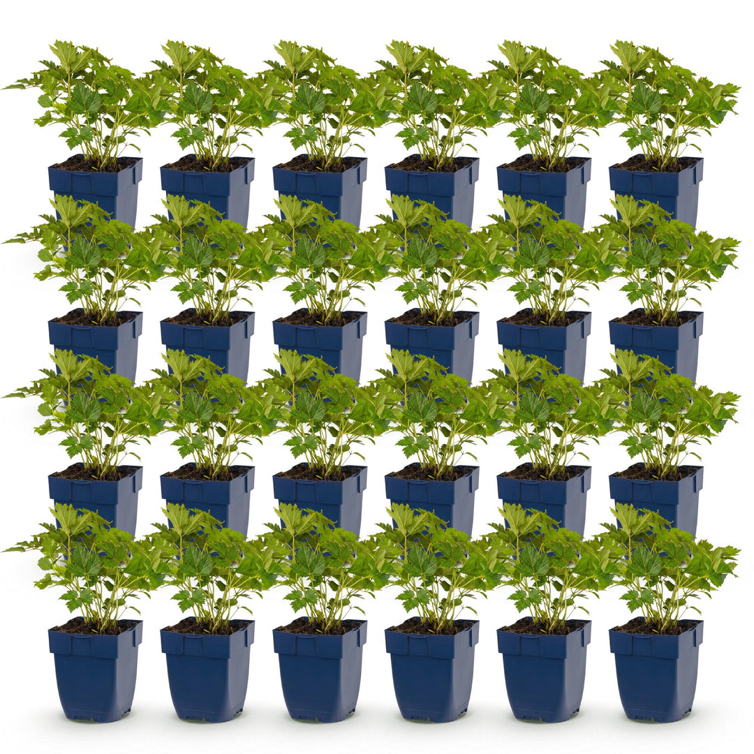 24 Astilbe chinensis var. pumila plants in 11cm pots, 15-25cm tall