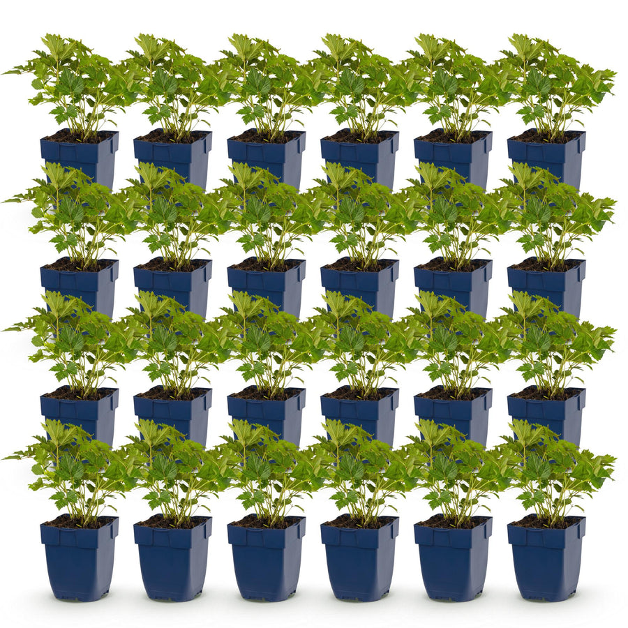 24 Astilbe chinensis var. pumila plants in 11cm pots, 15-25cm tall