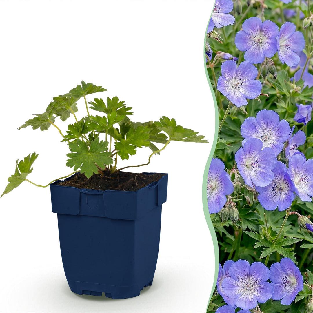 24 Geranium 'Rozanne' cranesbill plants in 11cm pots, 15-25cm tall - view 2