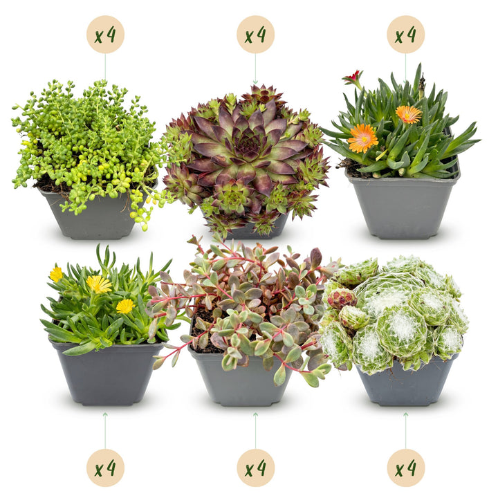 Mixed alpine perennial showing a mixed carpet of compact alpine perennials in flower, 24-plant alpine pack in 7cm pots