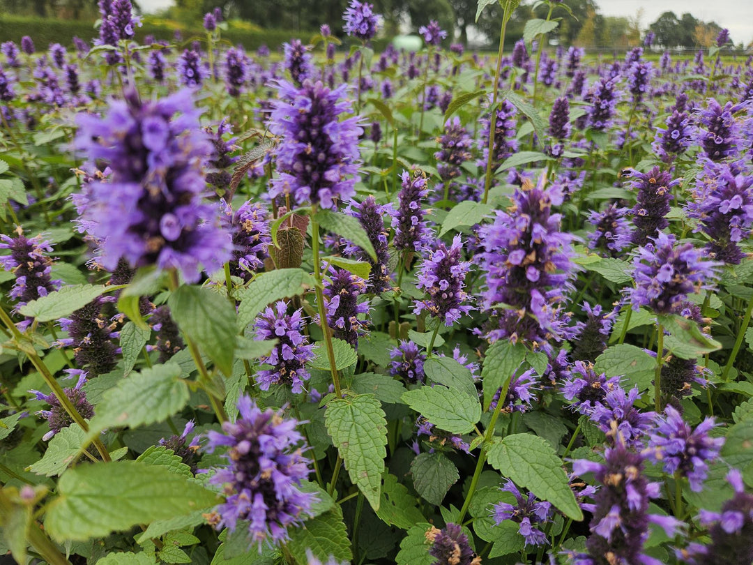 40x Agastache 'Blue Fortune' Lavender-Blue Perennial - 9cm Pot