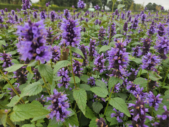 40x Agastache 'Blue Fortune' Lavender-Blue Perennial - 9cm Pot
