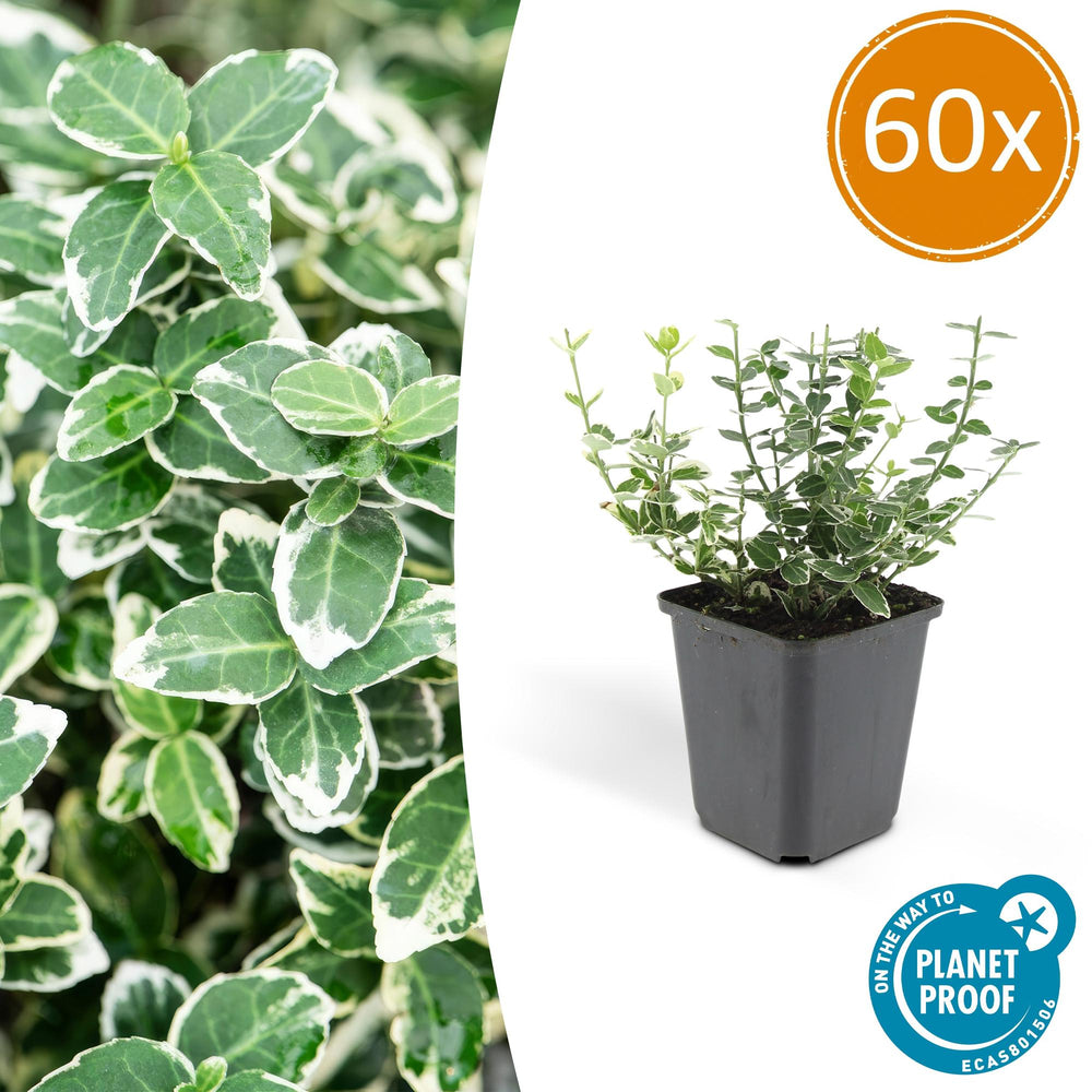 Euonymus Emerald Gaiety with white-edged green oval leaves in black plastic pot, 60x pack label visible