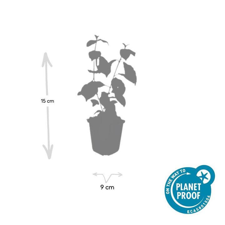 40x Cornus Midwinter Fire - Bloodtwig Dogwood 10-25cm - Ø9cm