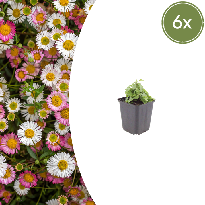 6x Erigeron karvinskianus - ↕10-25cm - Ø9cm alternative angle showing habit and leaf structure