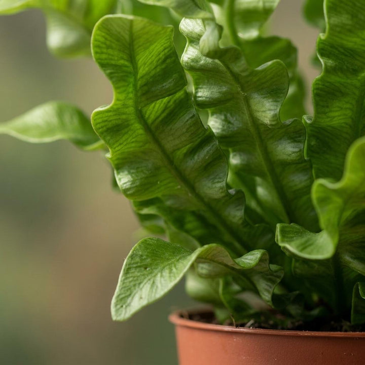 Crispy Wave Fern (Asplenium 'Crispy Wave') - 4 Plants with Woven Basket - 12cm Pot - 30cm Tall