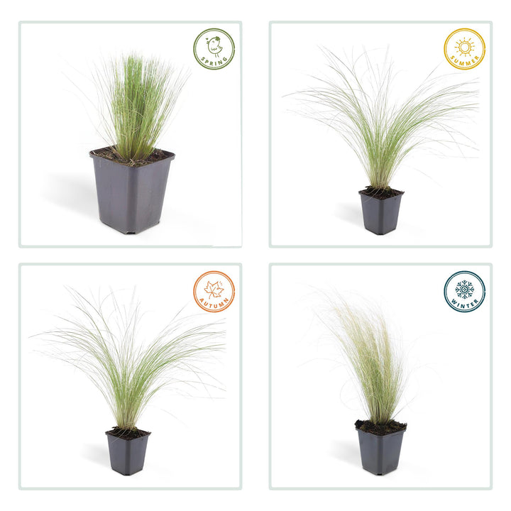 6x Stipa tenuissima 'Ponytails' - ↕10-25cm - Ø9cm — healthy root ball and nursery pot ready to ship from Ireland