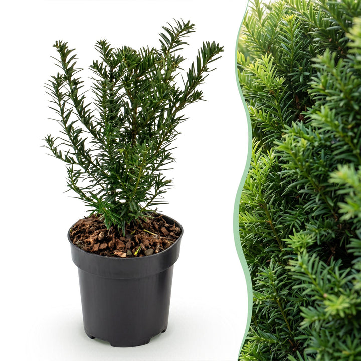 40 Taxus baccata yew hedging plants in 9cm pots, 20-30cm tall - view 3
