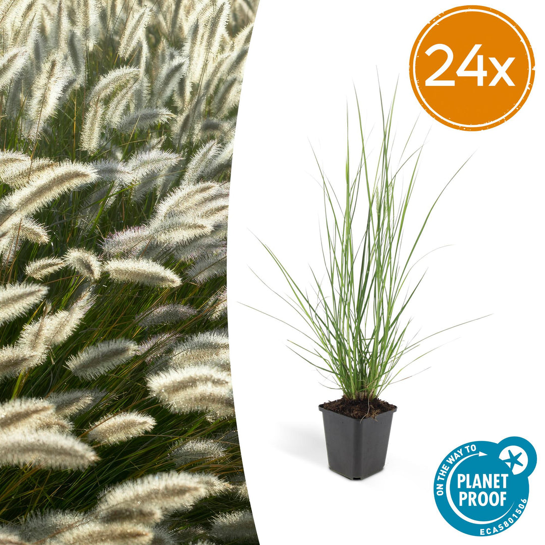 Pennisetum alopecuroides 'Hameln' with arching green foliage and soft creamy bottlebrush plumes, 24-plant pack in 9cm pots
