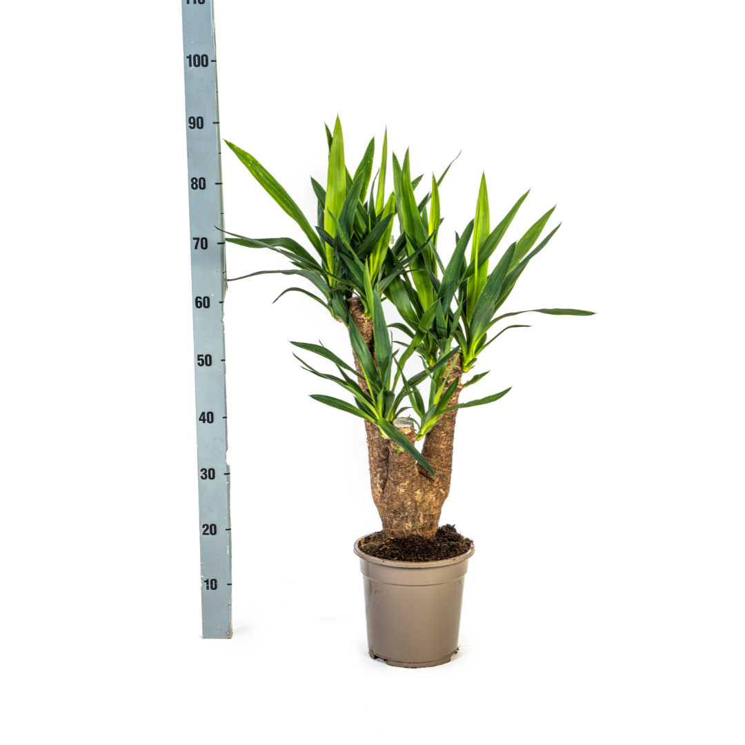 Yucca Elephantipes Branched 60-70cm — Spineless Yucca in 21cm pot