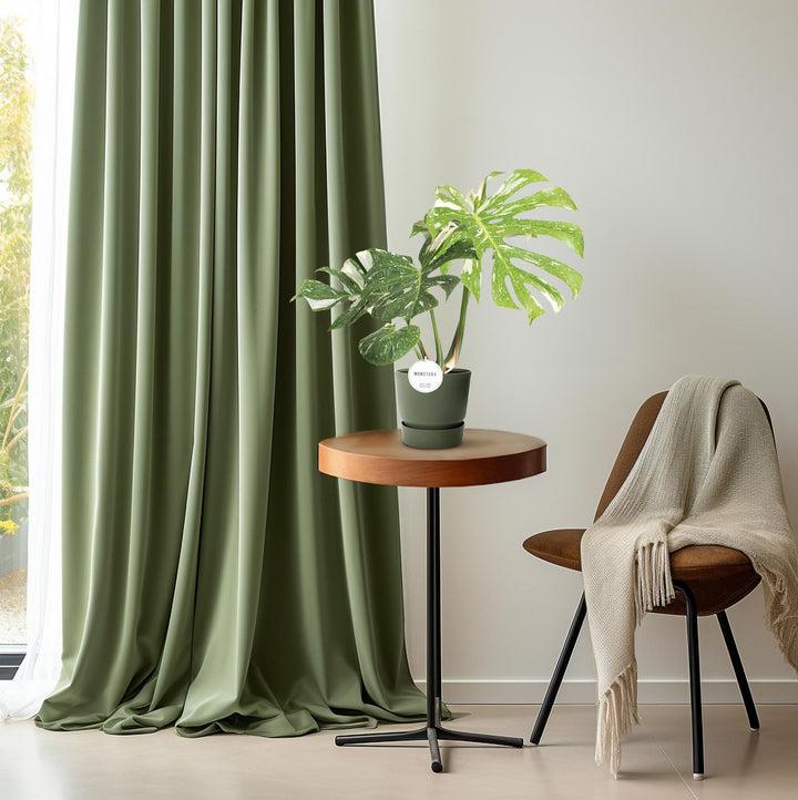 Monstera Thai Constellation Variegated - 15cm Pot - 40-50cm Tall