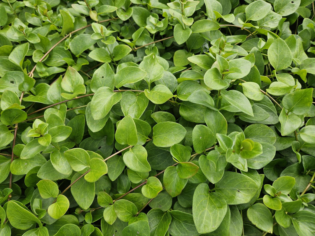 48x Vinca major 'Alba' White Periwinkle - Evergreen Ground Cover
