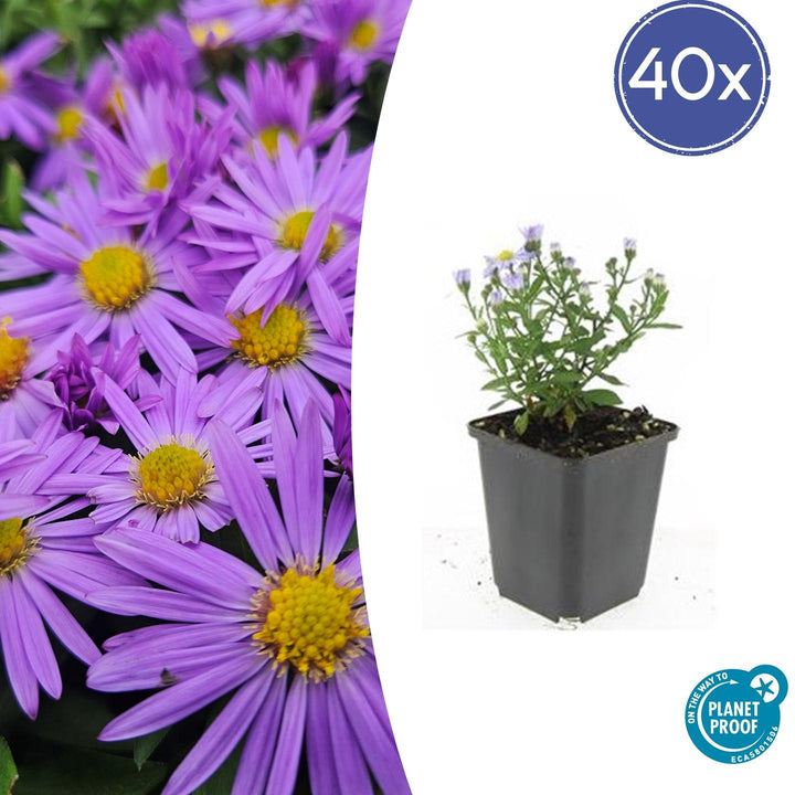 40x Compact Purple Aster 'Prof. Anton Kippenberg' - 9cm Pots