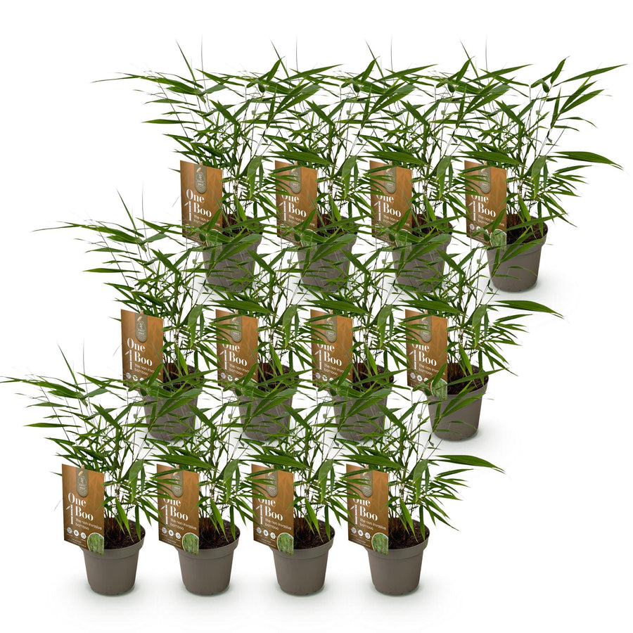 12 Fargesia Asian Wonder clumping bamboo plants in 14cm pots - view 2