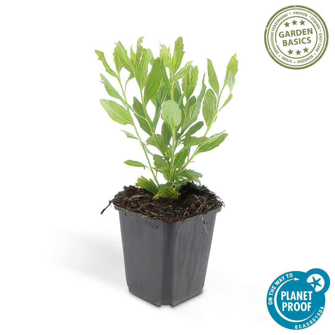 48x White Aster ageratoides 'Ashvi' - Hardy Autumn Perennial - Ø9cm