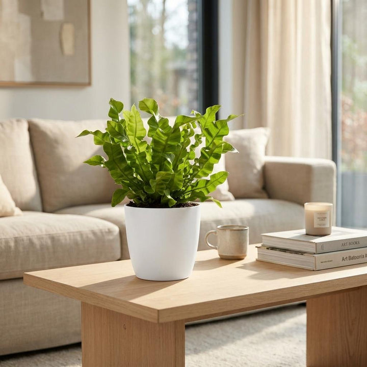 Crispy Wave Fern (Asplenium 'Crispy Wave') - 4 Plants with White Ceramic Pot - 12cm Pot - 30cm Tall
