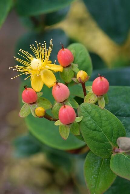 24x Hypericum inodorum 'Annebel' - ↕10-25cm - Ø9cm