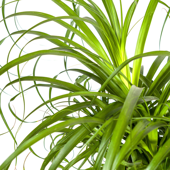 Beaucarnea Recurvata Stam 80-100cm — Ponytail Palm in 24cm pot