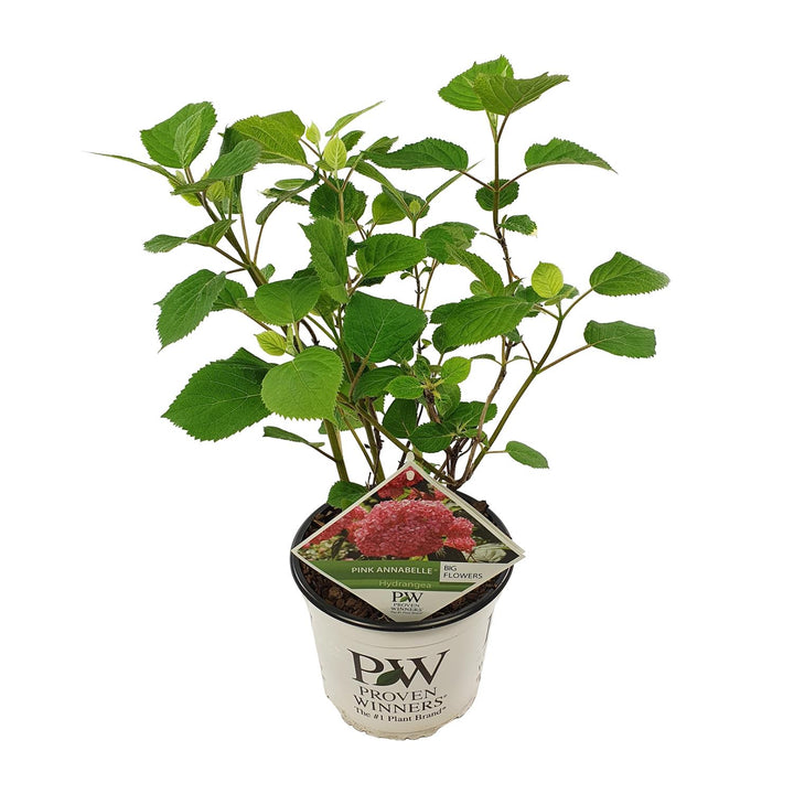 Hydrangea arborescens 'Pink Annabelle' in a 19cm pot, 30cm tall