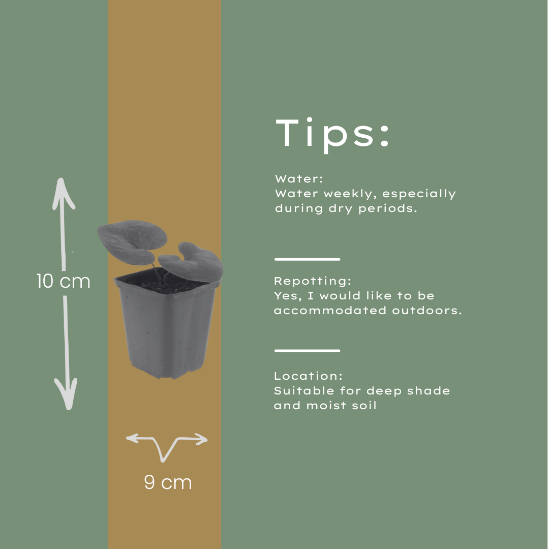48x Asarum europaeum - ↕10-25cm - Ø9cm