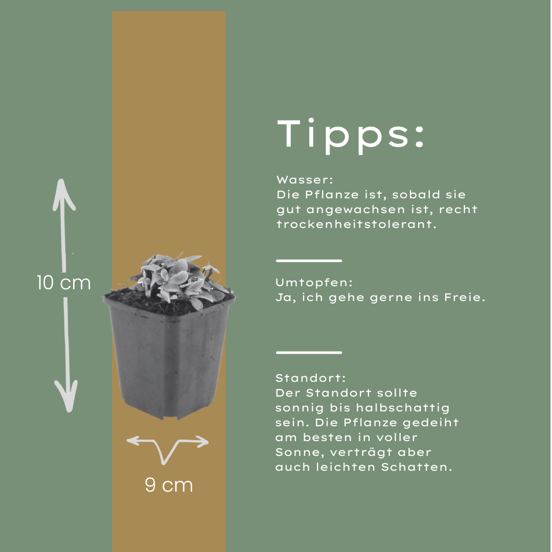 60x Anaphalis triplinervis - ↕10-25cm - Ø9cm