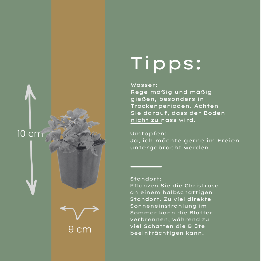6x Helleborus niger - ↕10-25cm - Ø9cm styled in an Irish home interior