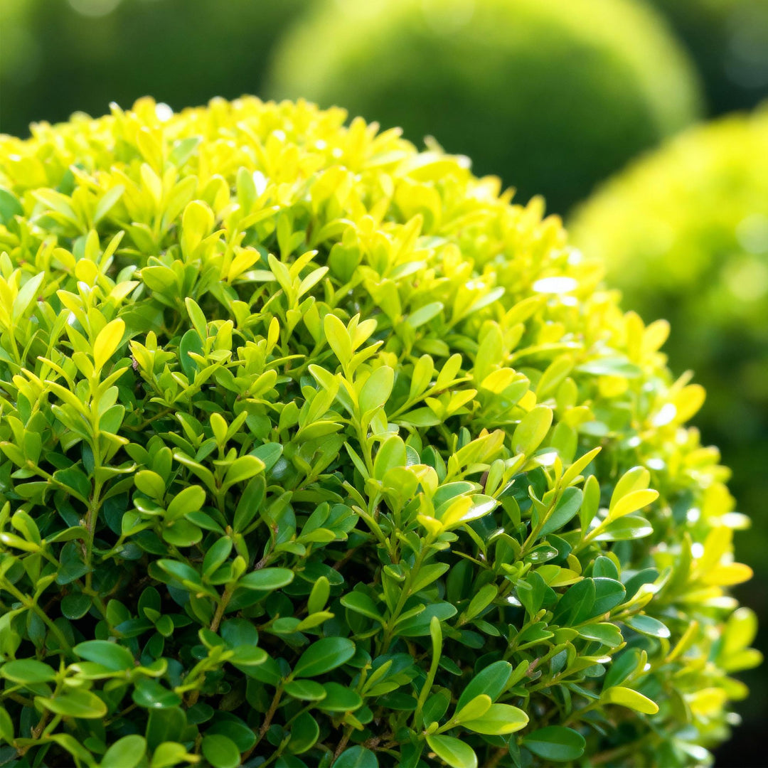 BetterBuxus Skylight box ball 25cm in 23cm pot - view 4