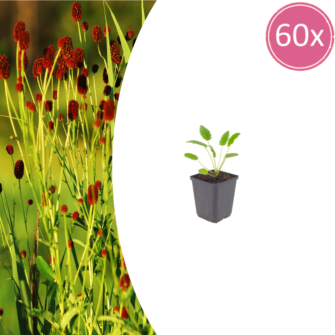 60x Sanguisorba o. 'Tanna' - ↕10-25cm - Ø9cm
