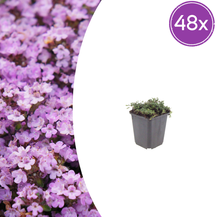 Dense clusters of small purple-pink flowers on creeping thyme in grey square pot, 48 pack quantity shown