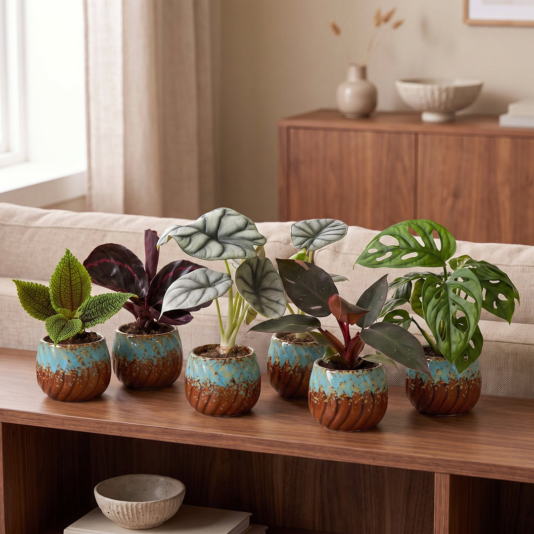 6x Baby Jungle Mix tropical indoor plants in Ø6cm growing pots, image 3