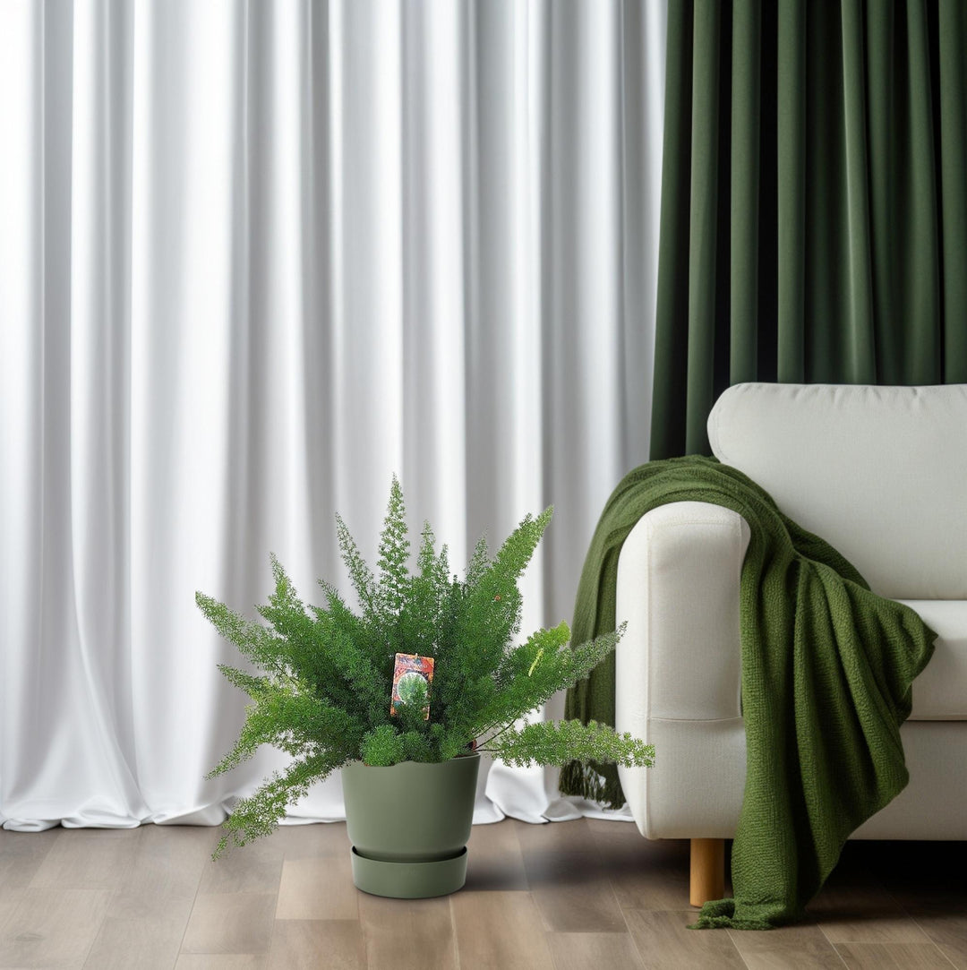 Asparagus Fern: Lush, Air-Purifying Greenery for Your Home – Order Yours Today!