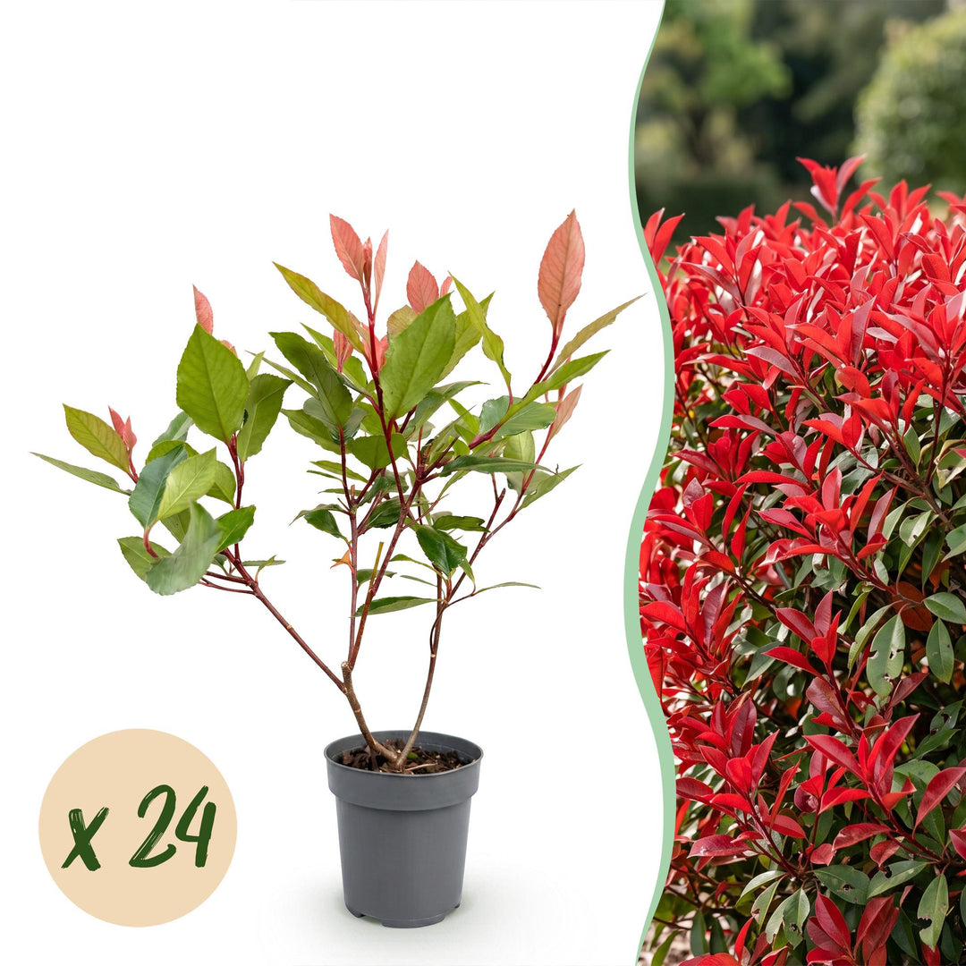 24 Photinia fraseri Little Red Robin plants in 9cm pots