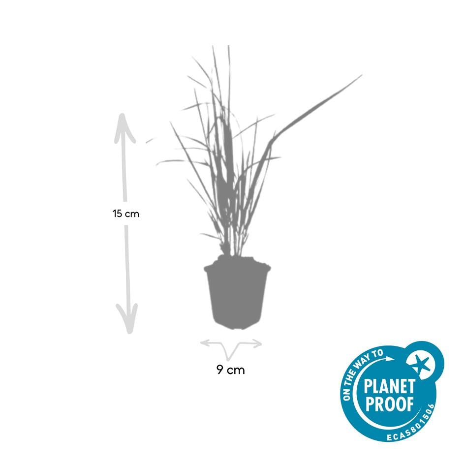 6x Calamagrostis acut. 'Karl Foerster'  - ↕10-25cm - Ø9cm styled in an Irish home interior