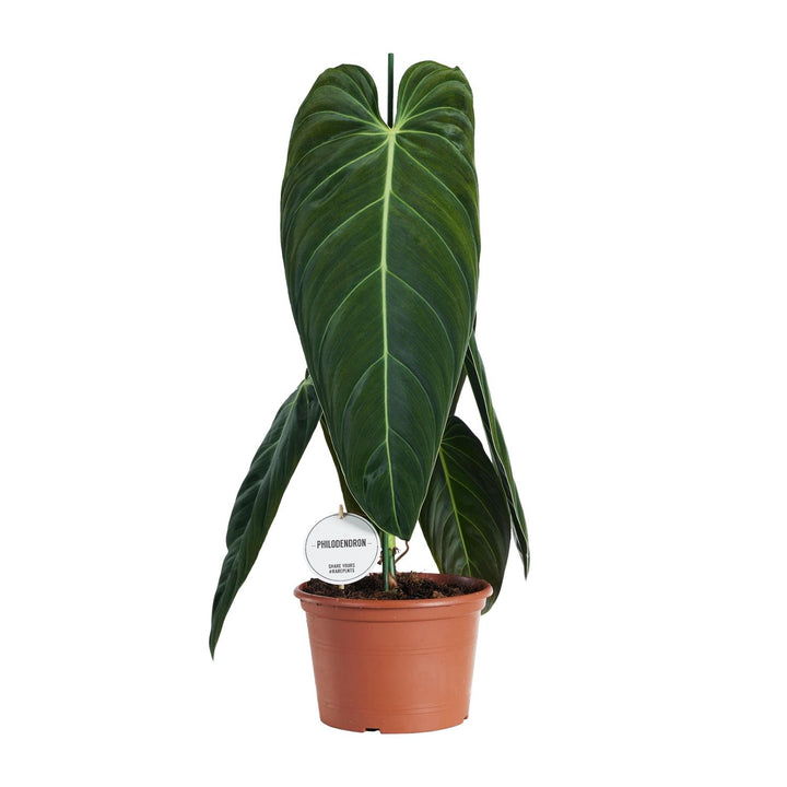 Philodendron with large deeply lobed dark green leaves and pale veins in terracotta pot with care label, approximately…