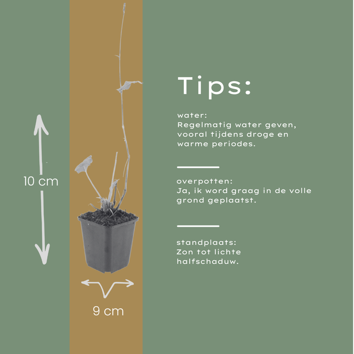 6x Persicaria a. 'Alba' - ↕10-25cm - Ø9cm packed for EU plant delivery from PlantGift.ie