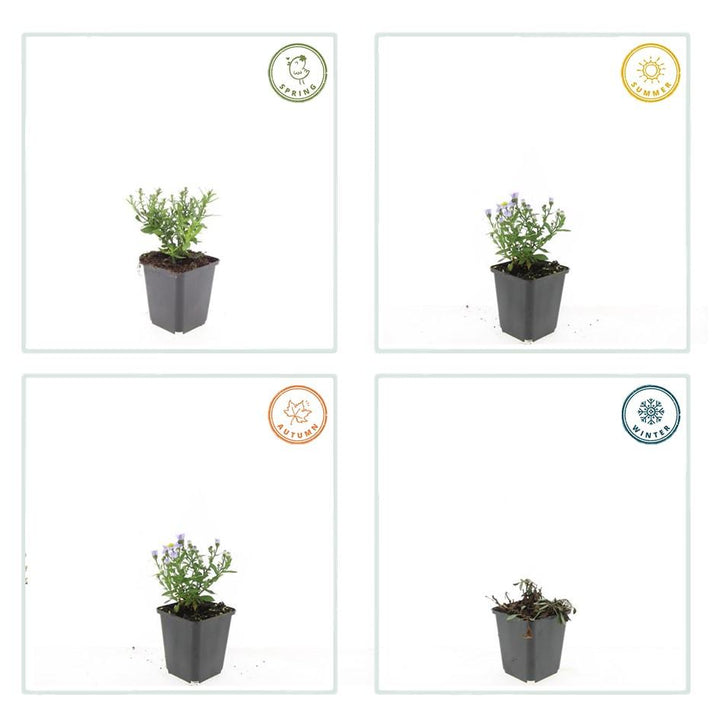 40x Compact Purple Aster 'Prof. Anton Kippenberg' - 9cm Pots