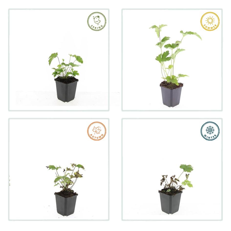 40x Japanese Anemone Robustissima - Pink Hardy Perennial 9cm Pot