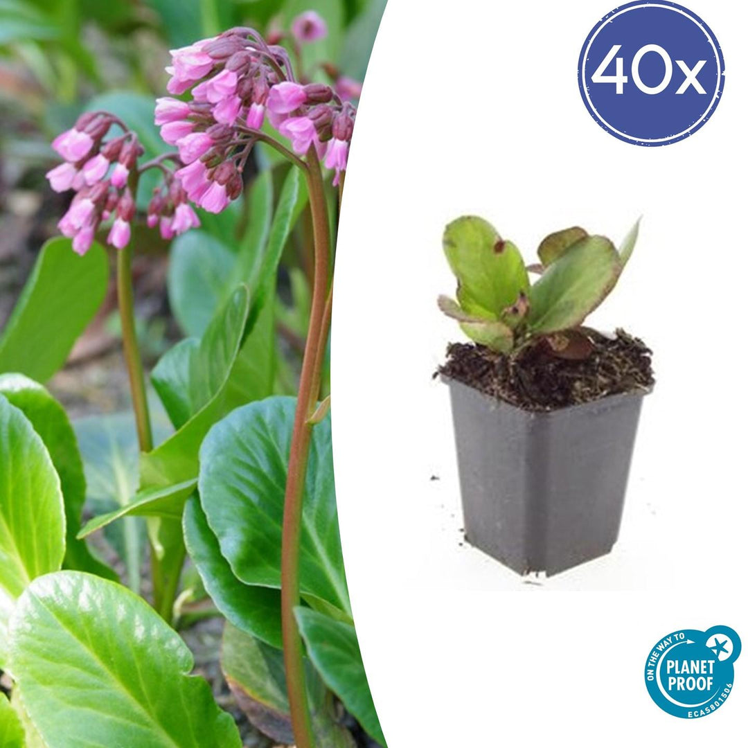 Bergenia cordifolia 'Herbstblüte' 40 Pack - Pink Flowering Ground Cover 9cm Pots