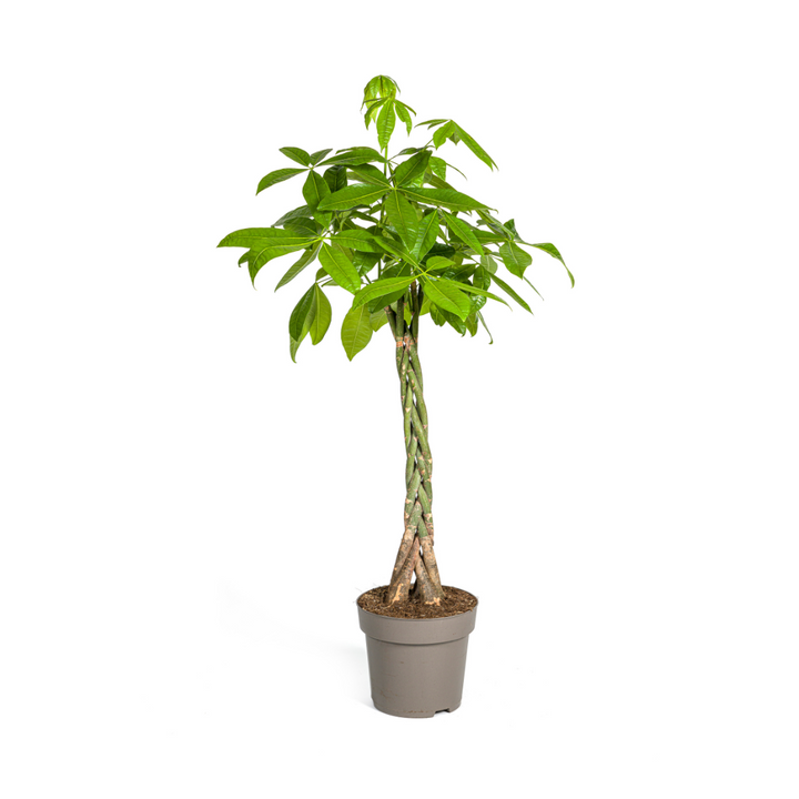 Money Tree (Pachira aquatica)