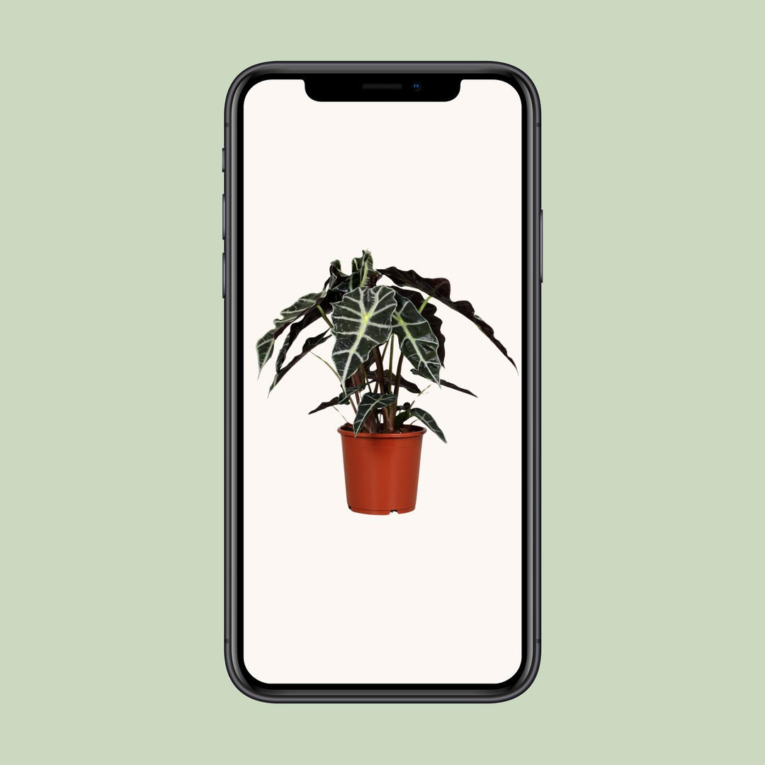Alocasia Polly 45cm — Elephant Ear in 17cm pot