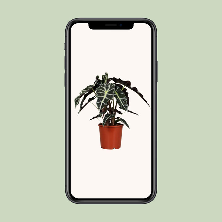 Alocasia Polly 45cm — Elephant Ear in 17cm pot
