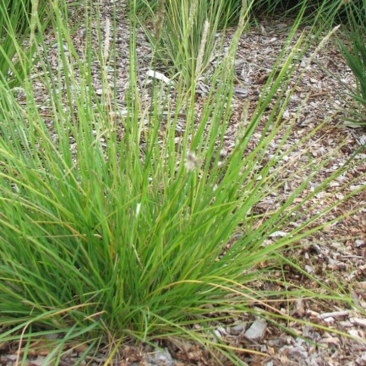 24x Sesleria autumnalis - ↕10-25cm - Ø9cm — healthy root ball and nursery pot ready to ship from Ireland